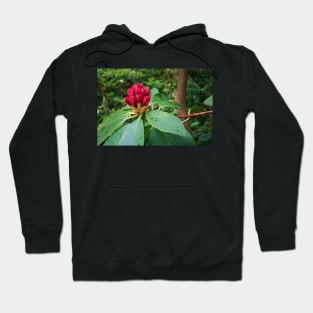 Rhododendron In Bud Hoodie